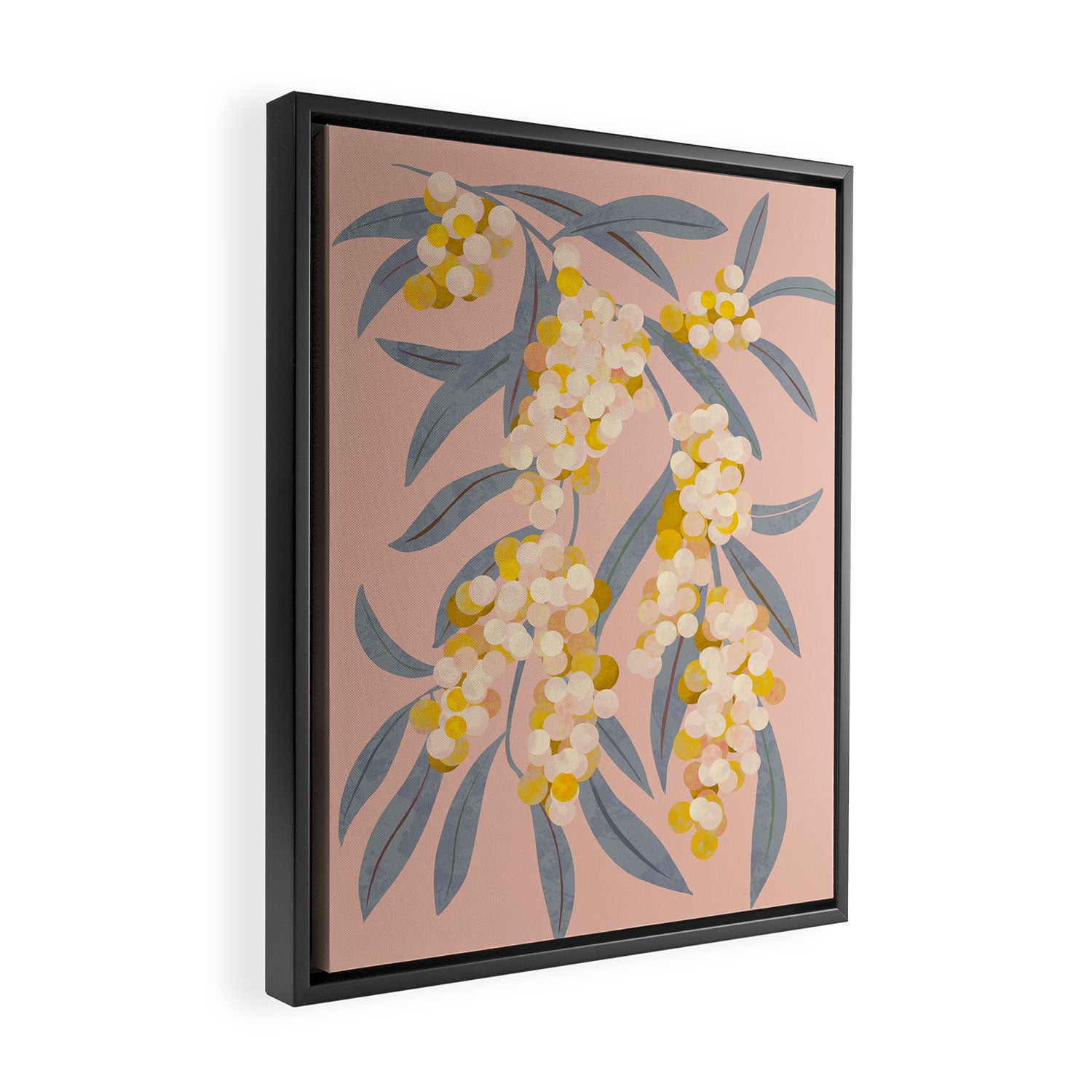  Acacia retinoides plant Framed Canvas Print Gallery Image 2