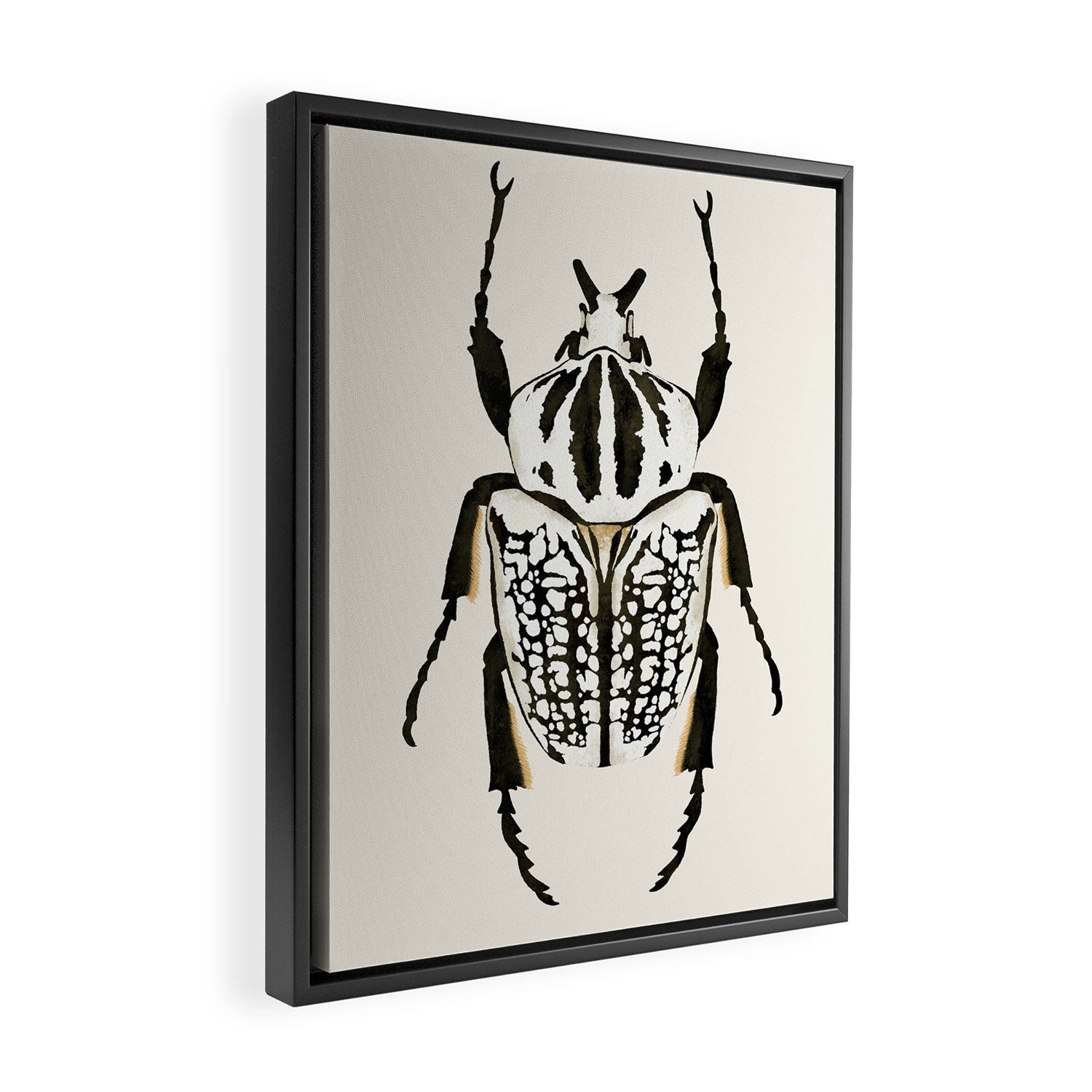  beetle insect Framed Canvas Print Gallery Image 2