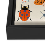 Beetles and butterfies Framed Canvas Print Gallery Image 3