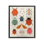 Beetles, butterflies and ladybugs Framed Canvas Print Gallery Image 6