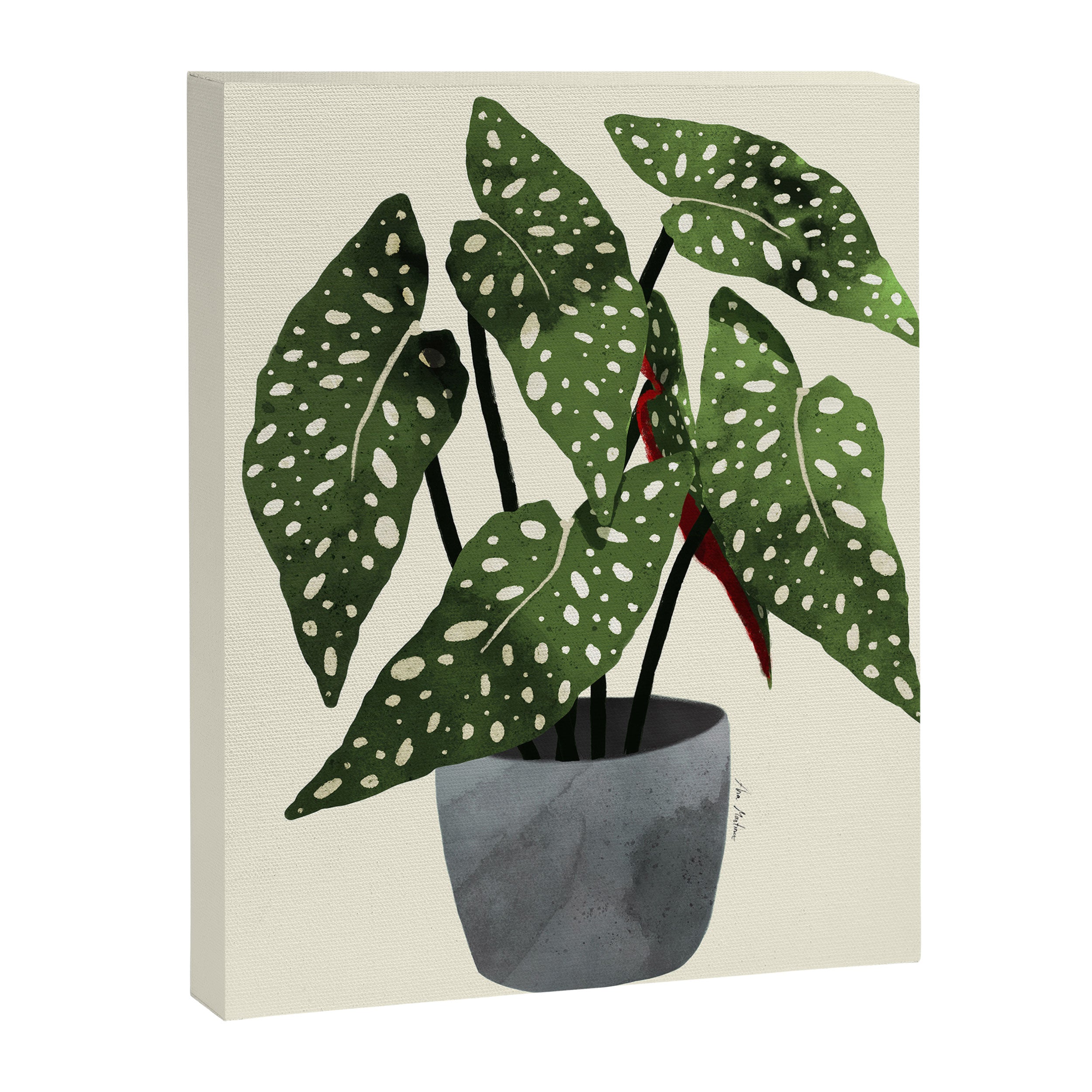 begonia maculata interior plant Canvas Print Gallery Image 6