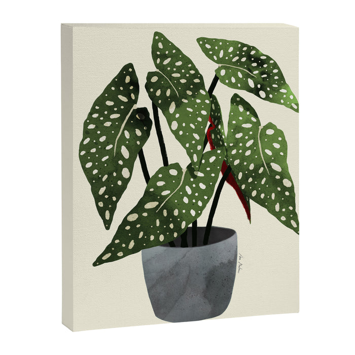 begonia maculata interior plant Canvas Print Gallery Image 1