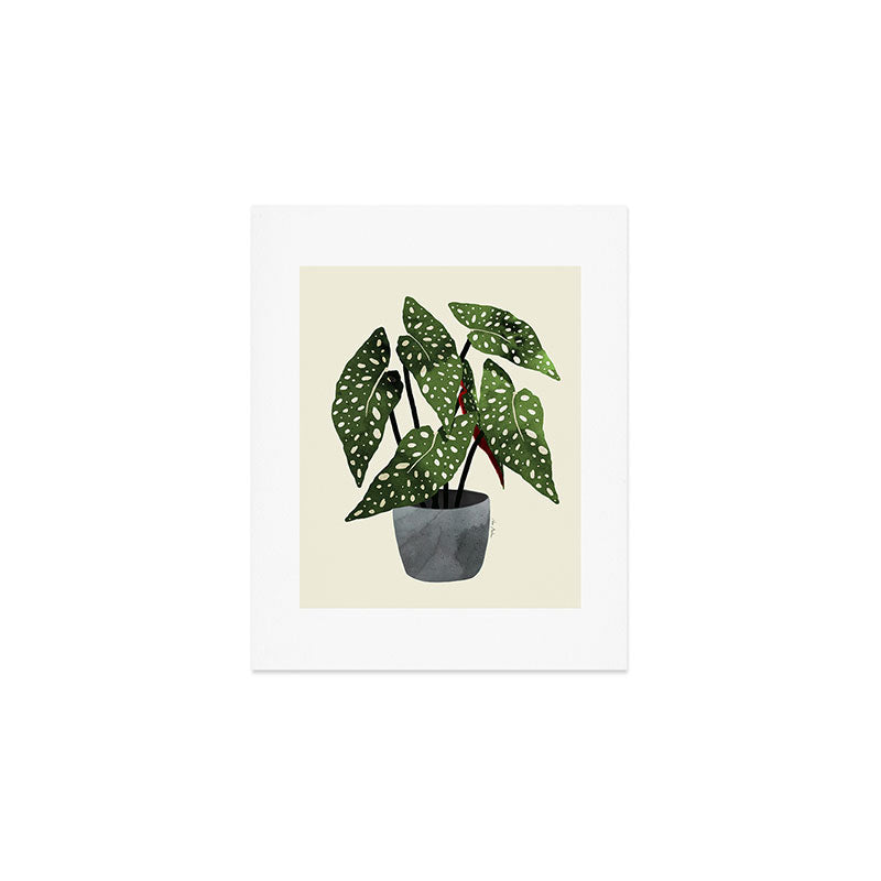 begonia maculata interior plant Art Print Gallery Image 1