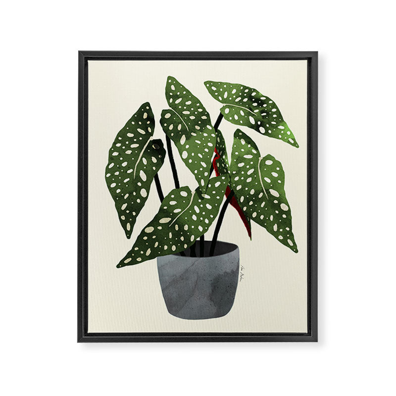 begonia maculata interior plant Framed Canvas Print Gallery Image 6