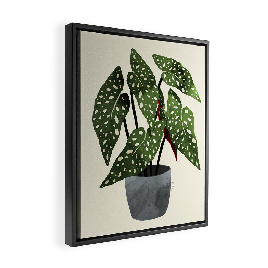 begonia maculata interior plant Framed Canvas Print Gallery Image 2