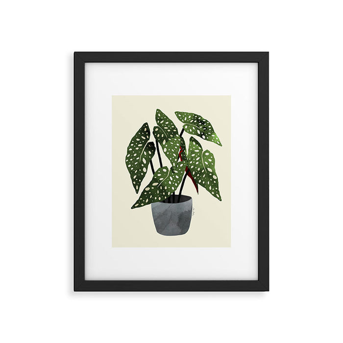 begonia maculata interior plant Framed Art Print Gallery Image 1