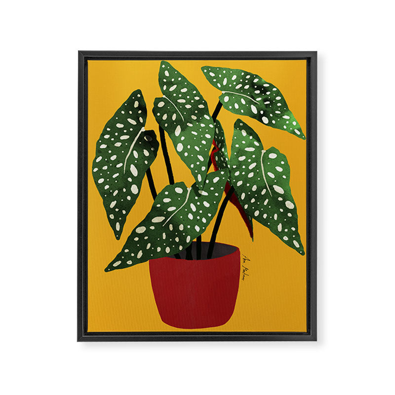 Begonia maculata pot watercolor Framed Canvas Print Gallery Image 6