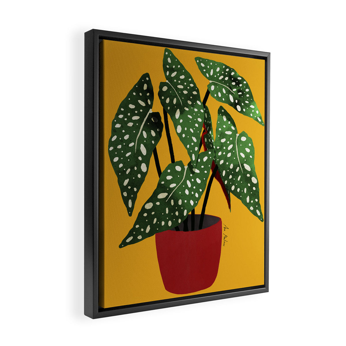 Begonia maculata pot watercolor Framed Canvas Print Gallery Image 2