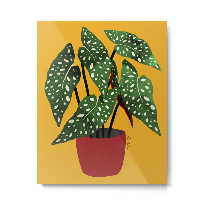 Begonia maculata pot watercolor Metal Print Gallery Image 1