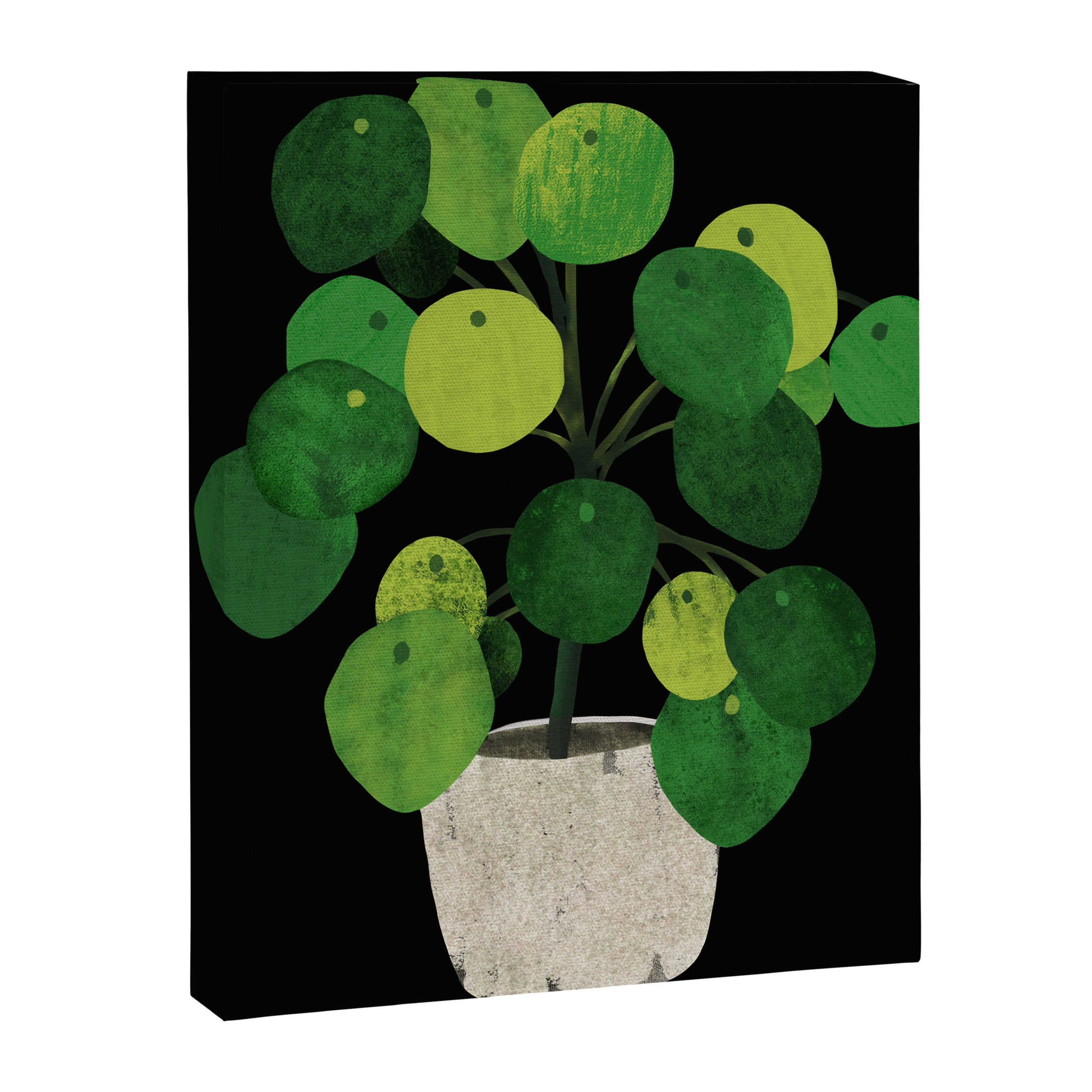 Black Pliea Peperonioides interior plant Canvas Print Gallery Image 6