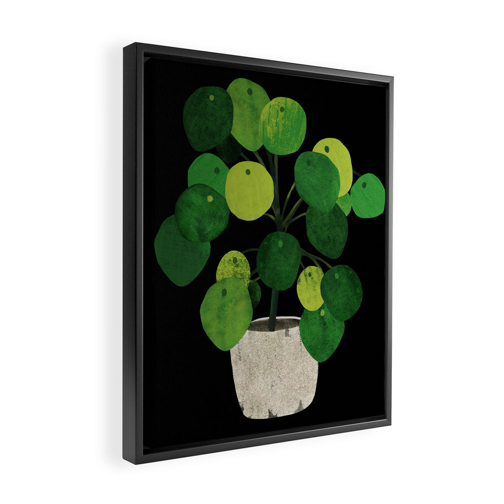 Black Pliea Peperonioides interior plant Framed Canvas Print Gallery Image 2