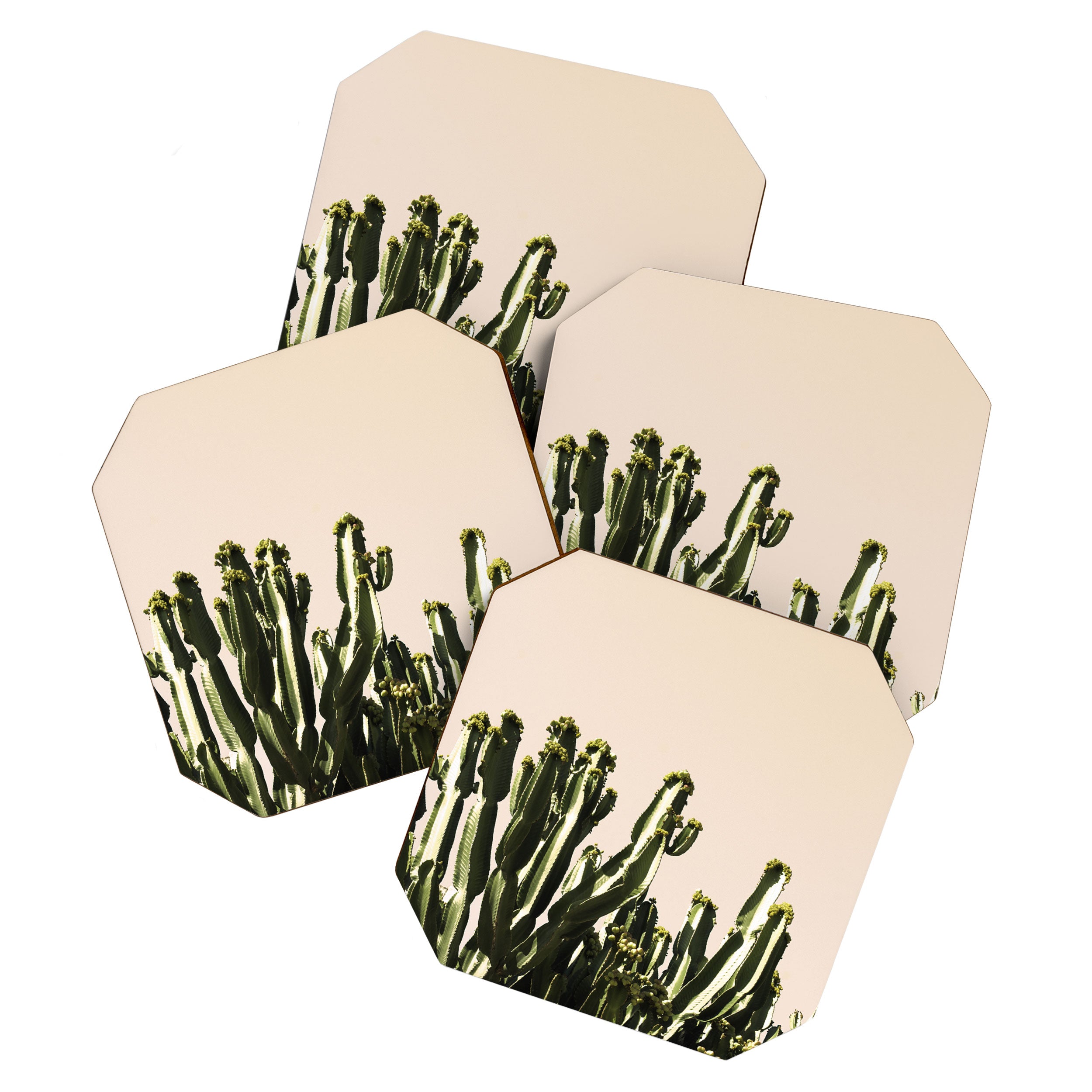 cactus nature x Coaster Gallery Image 1