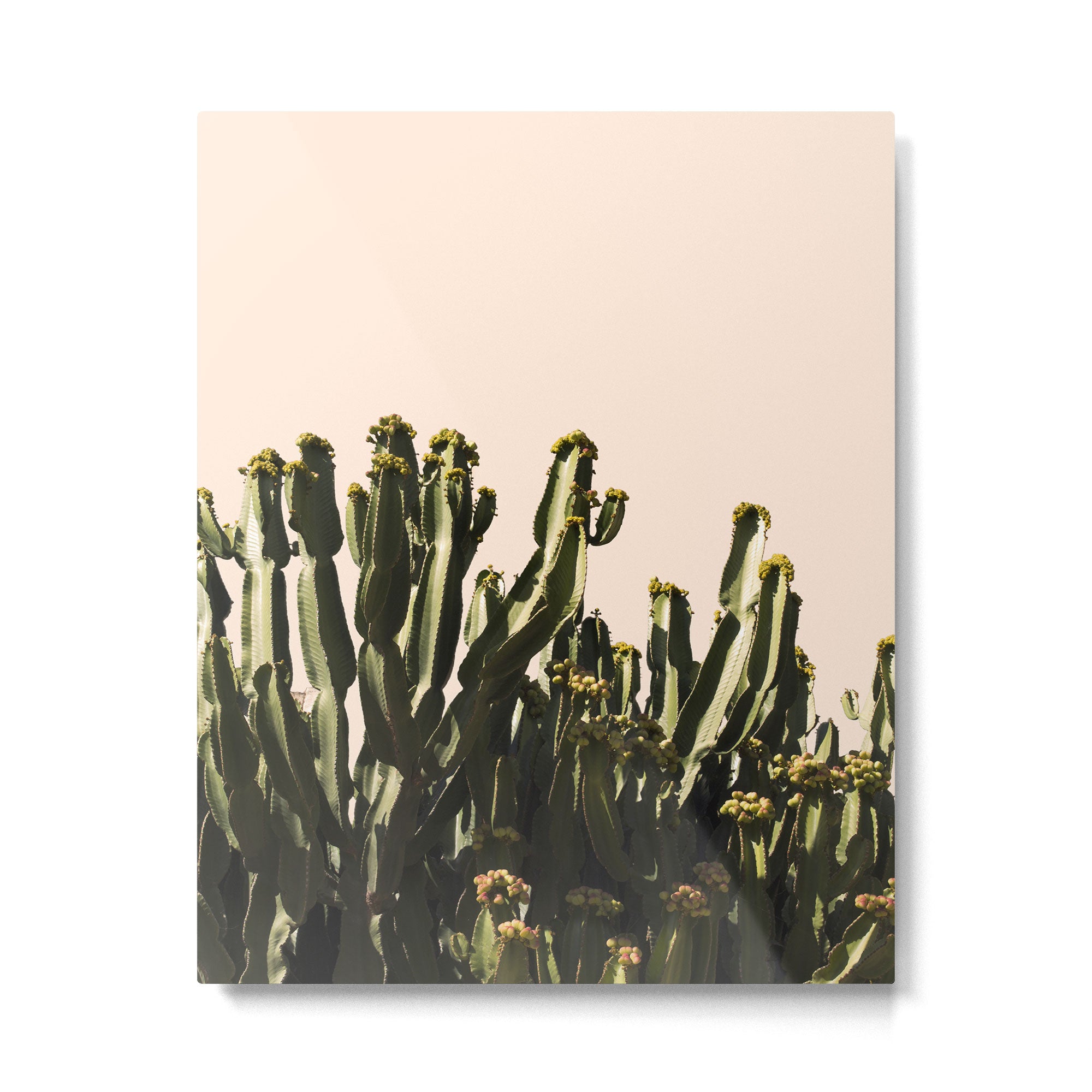 cactus nature x Metal Print Gallery Image 4