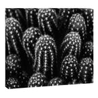 Cactus nature XIII Canvas Print Gallery Image 12