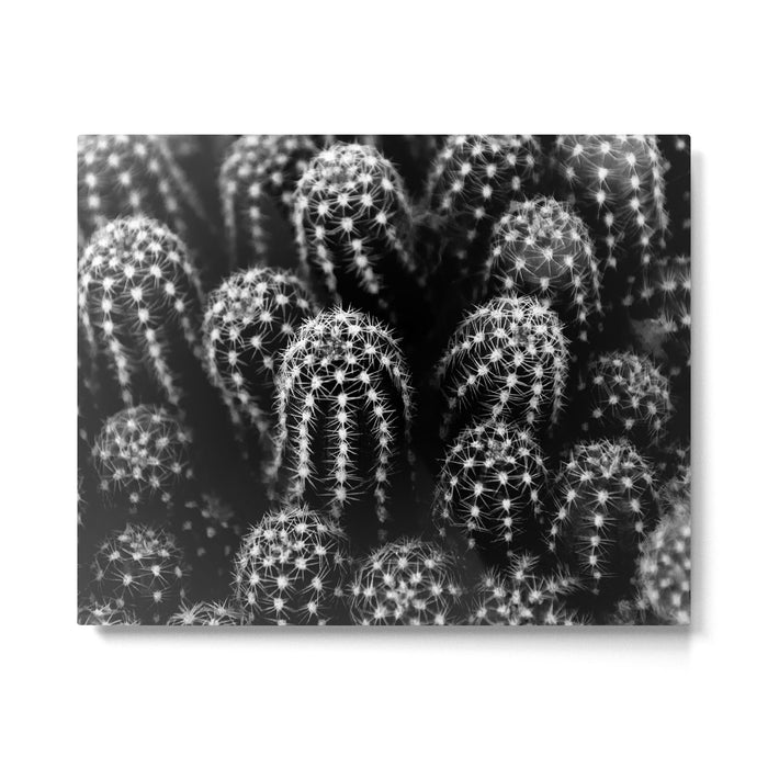 Cactus nature XIII Metal Print Gallery Image 1