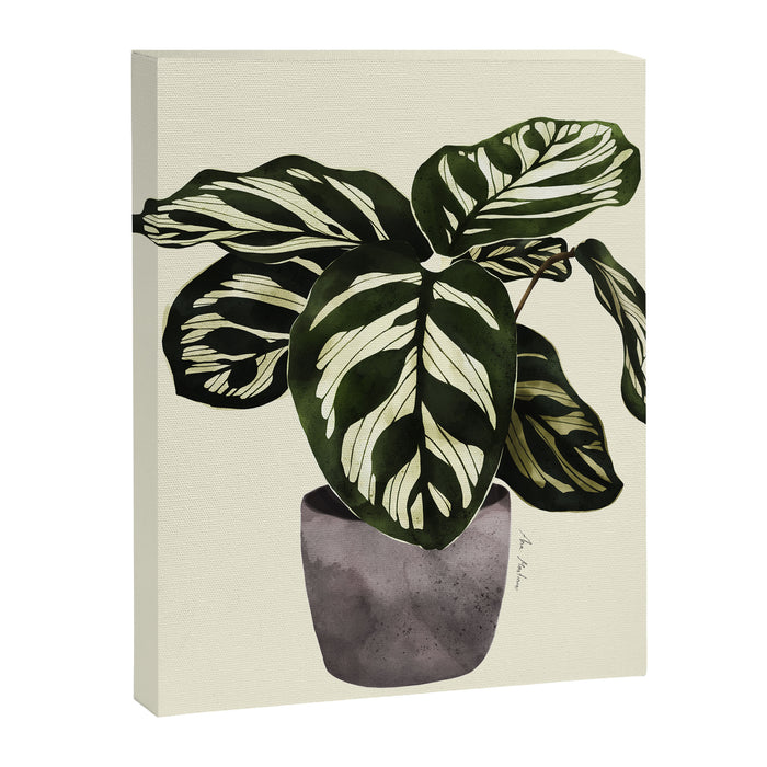 calathea botanical interior plant Canvas Print Gallery Image 1