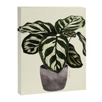 calathea botanical interior plant Canvas Print Gallery Image 6