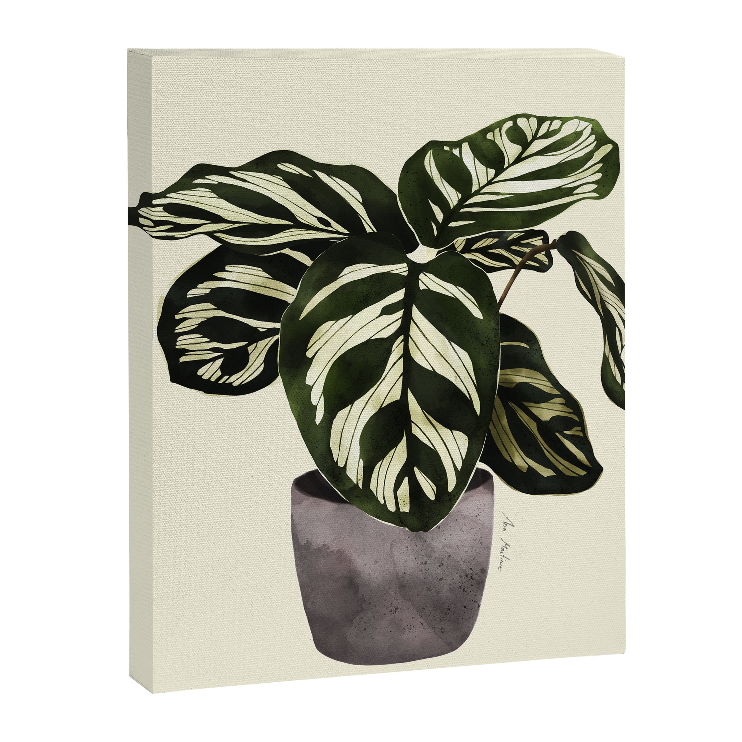 calathea botanical interior plant Canvas Print Gallery Image 6
