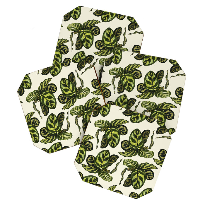 calathea botanical interior plant Coaster Gallery Image 1