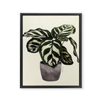 calathea botanical interior plant Framed Canvas Print Gallery Image 6
