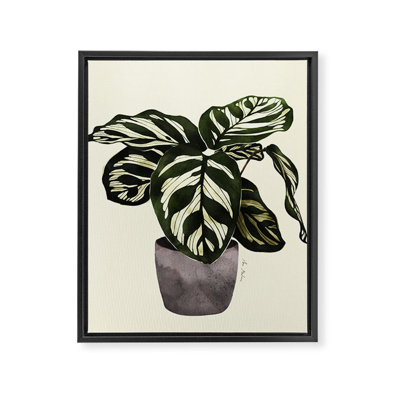 calathea botanical interior plant Framed Canvas Print Gallery Image 6