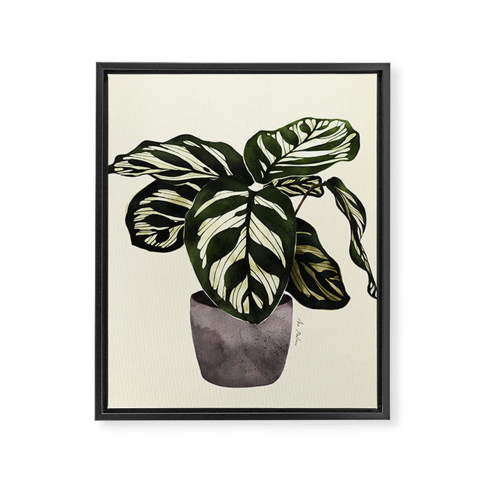 calathea botanical interior plant Framed Canvas Print Gallery Image 1