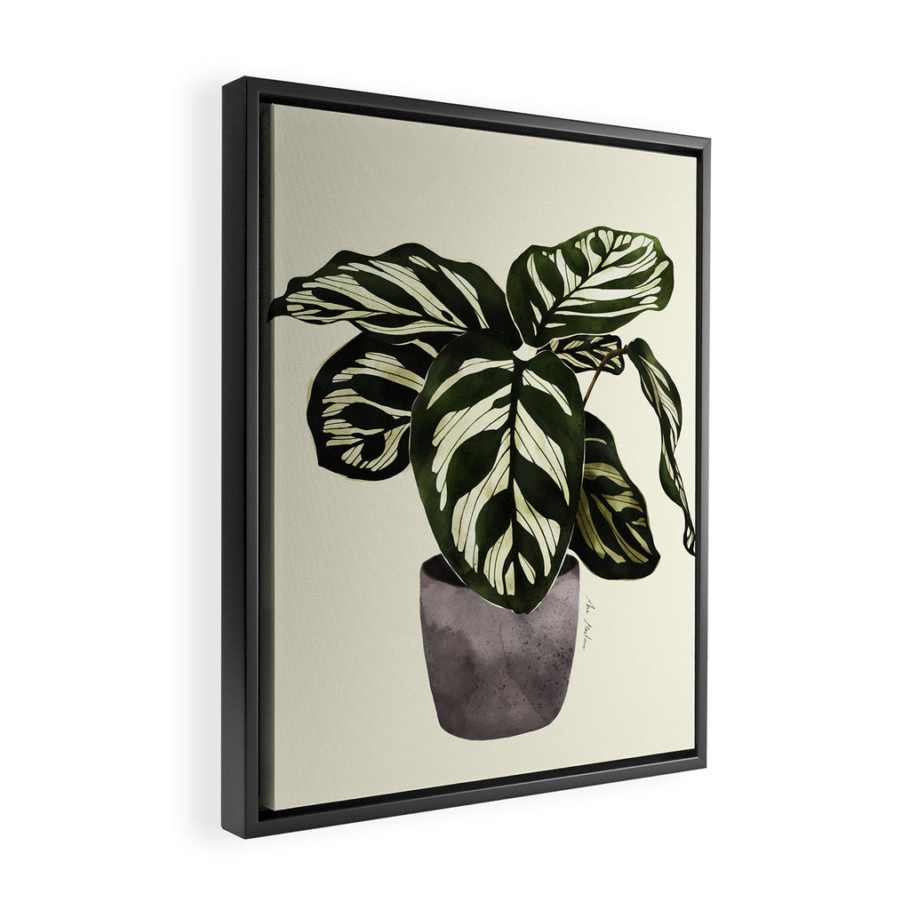calathea botanical interior plant Framed Canvas Print Gallery Image 2