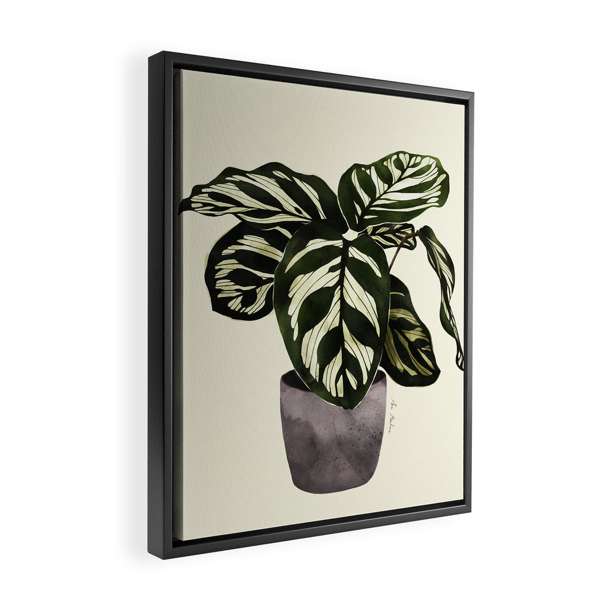 calathea botanical interior plant Framed Canvas Print Gallery Image 2