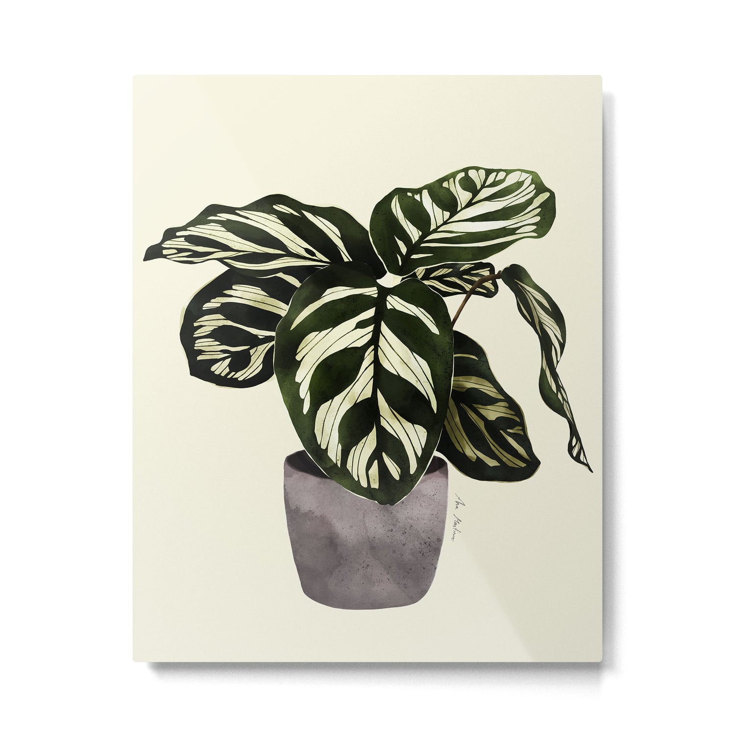 calathea botanical interior plant Metal Print Gallery Image 4