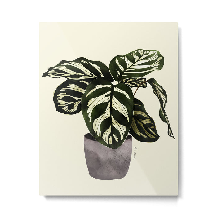 calathea botanical interior plant Metal Print Gallery Image 1
