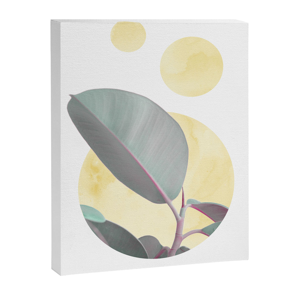 Ficus circles Canvas Print Gallery Image 6