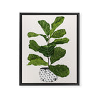 Fiddle leaf fig Tree Framed Canvas Print Gallery Image 6