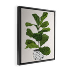 Fiddle leaf fig Tree Framed Canvas Print Gallery Image 2