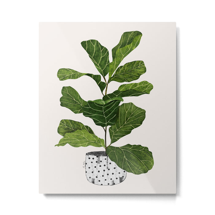 Fiddle leaf fig Tree Metal Print Gallery Image 1