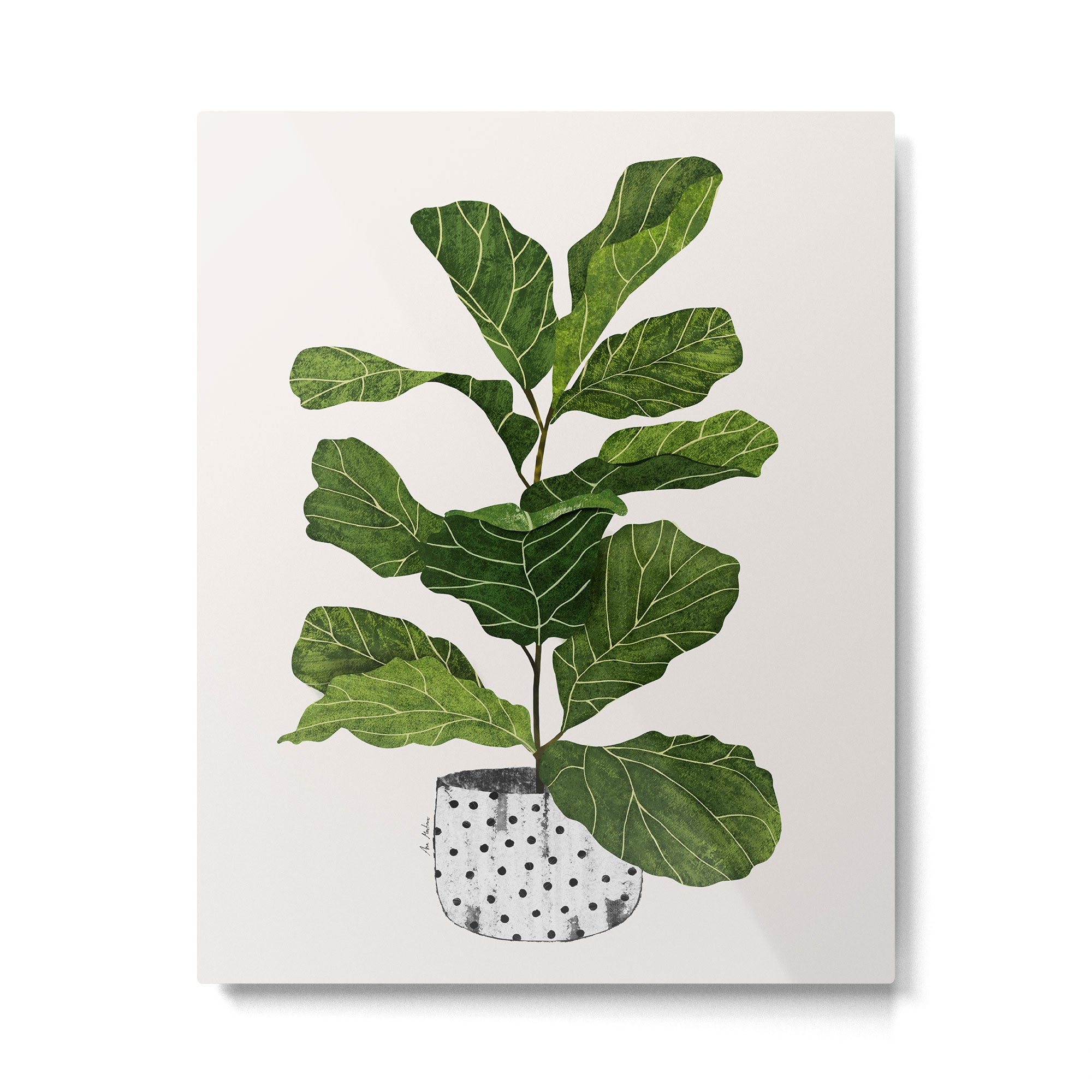 Fiddle leaf fig Tree Metal Print Gallery Image 4