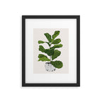 Fiddle leaf fig Tree Framed Art Print Gallery Image 5
