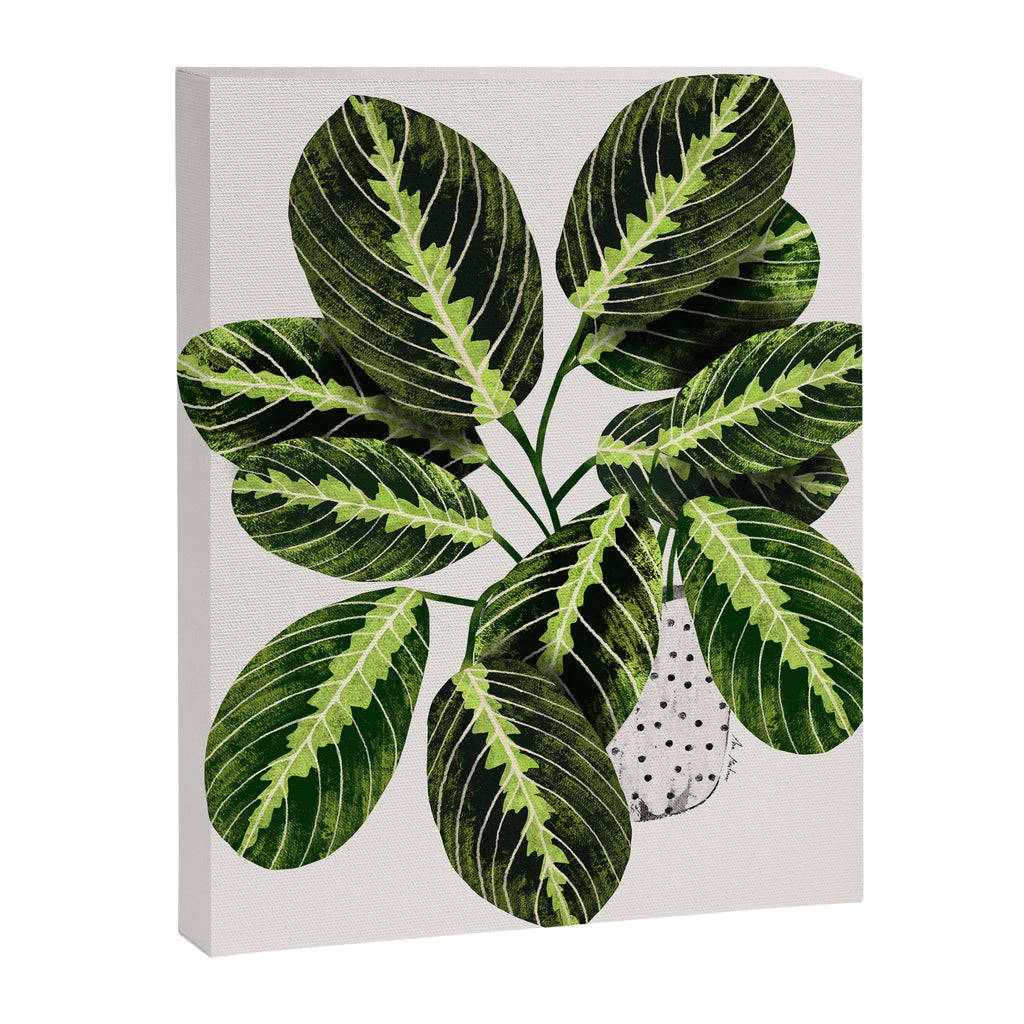 Maranta Lemon lime interior Plant Canvas Print Gallery Image 8
