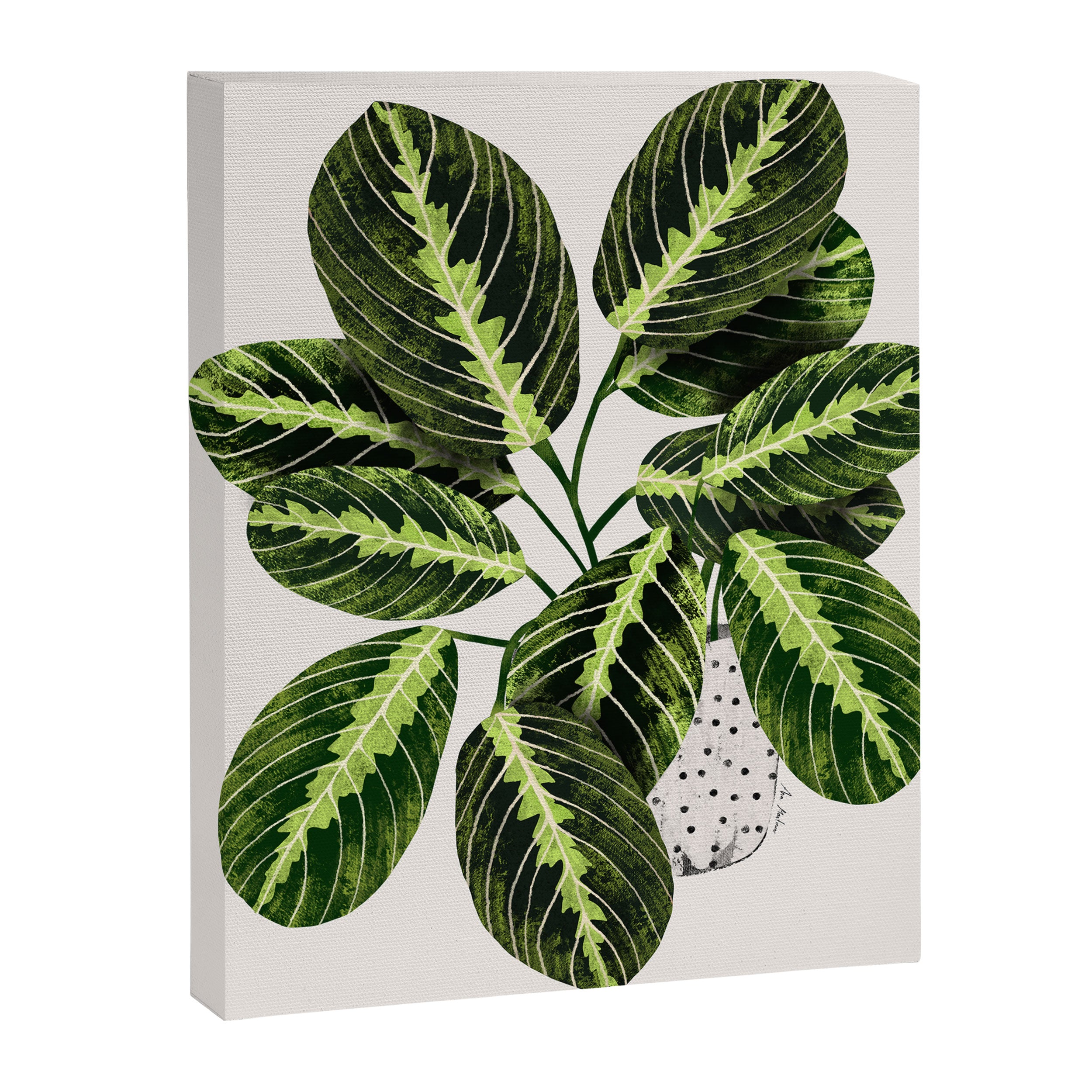 Maranta Lemon lime interior Plant Canvas Print Gallery Image 8