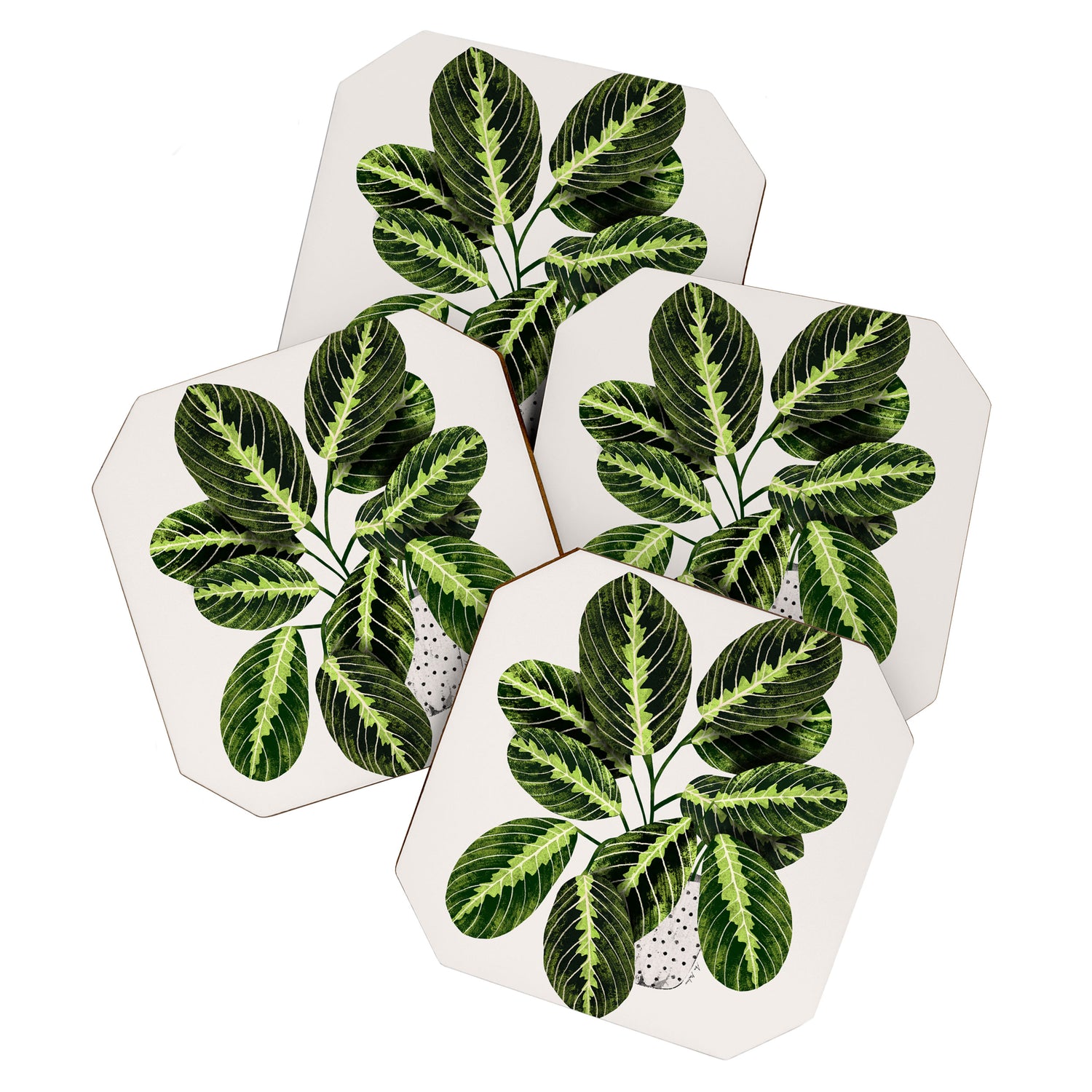 Maranta Lemon lime interior Plant Coaster Gallery Image 1