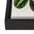 Maranta Lemon lime interior Plant Framed Canvas Print Gallery Image 3