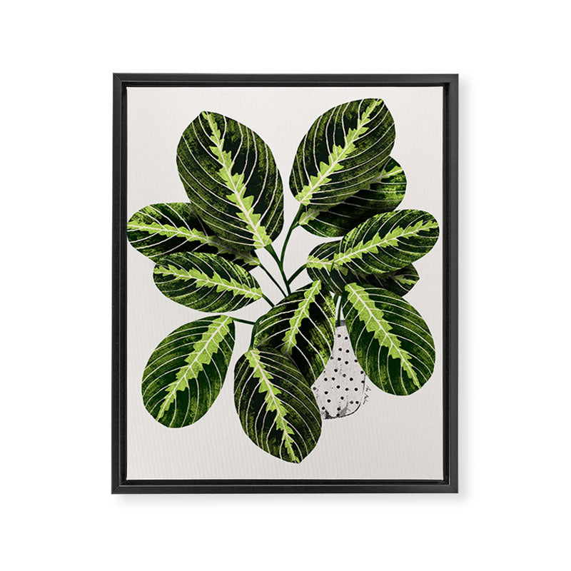Maranta Lemon lime interior Plant Framed Canvas Print Gallery Image 8