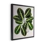 Maranta Lemon lime interior Plant Framed Canvas Print Gallery Image 2