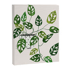 Monstera obliqua interior plant Canvas Print Gallery Image 6
