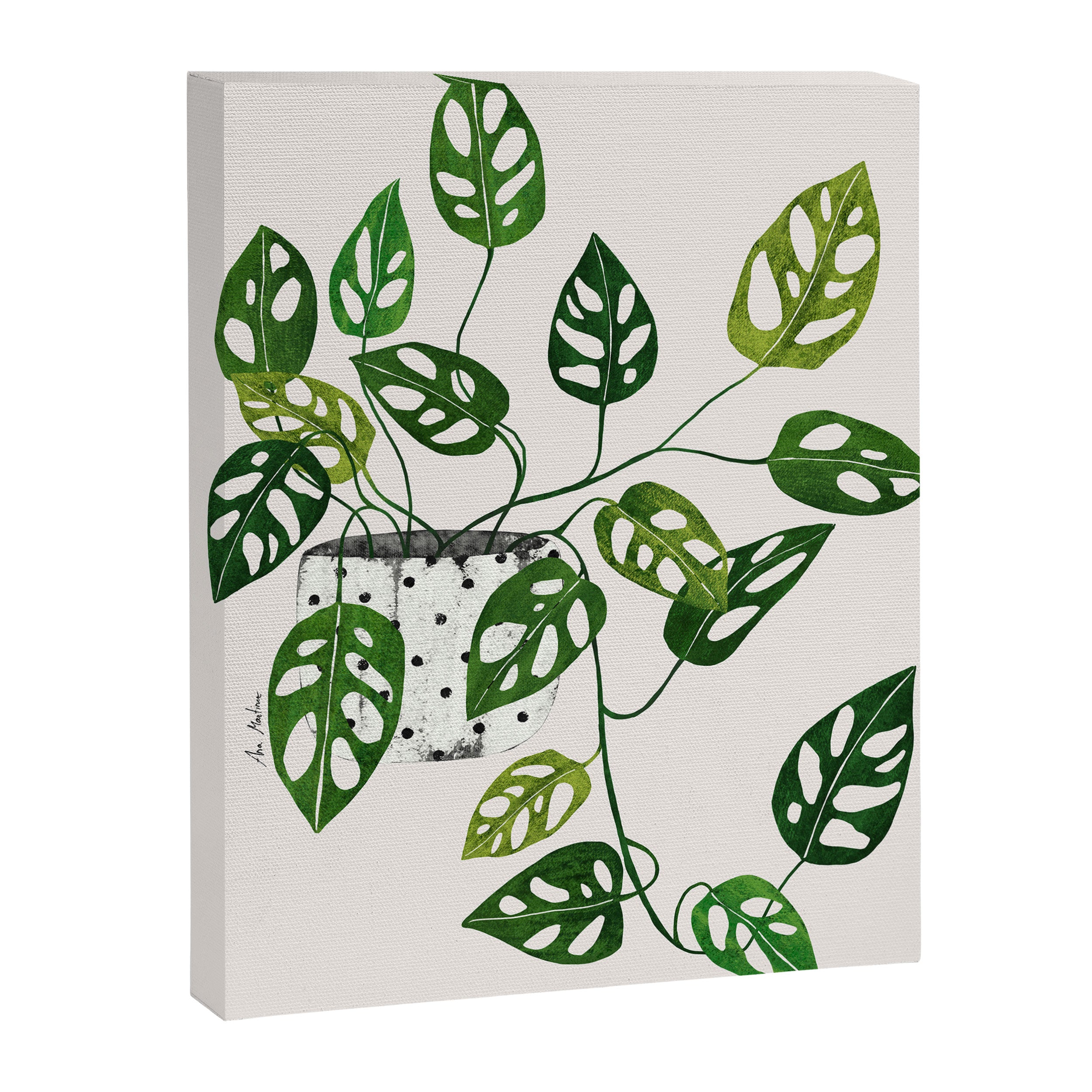 Monstera obliqua interior plant Canvas Print Gallery Image 6