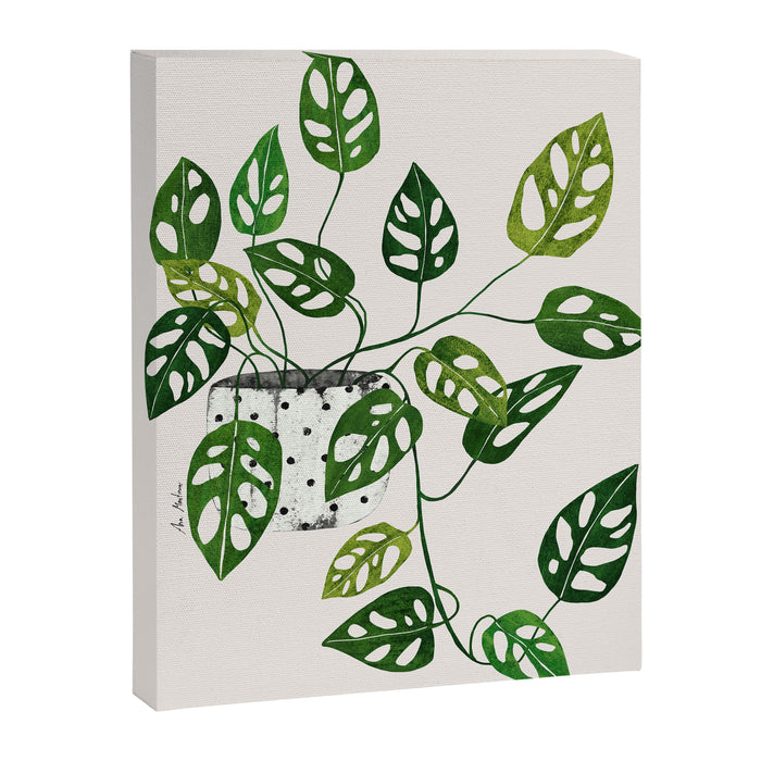 Monstera obliqua interior plant Canvas Print Gallery Image 1