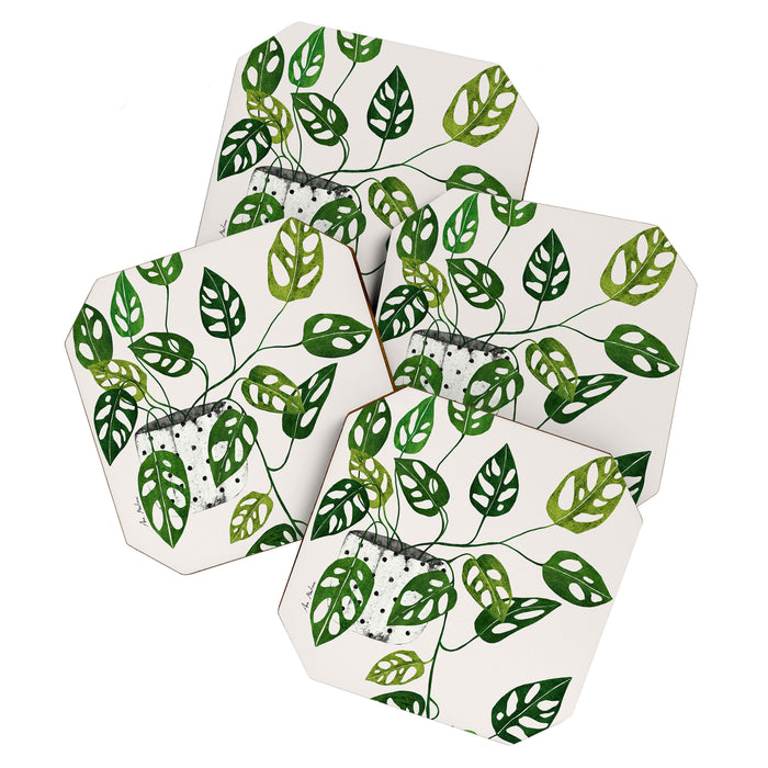 Monstera obliqua interior plant Coaster Gallery Image 1