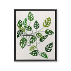 Monstera obliqua interior plant Framed Canvas Print Gallery Image 6