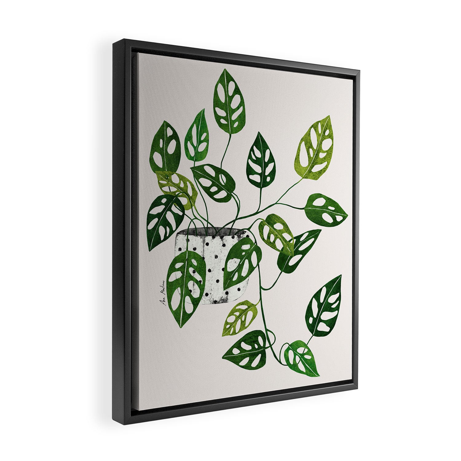 Monstera obliqua interior plant Framed Canvas Print Gallery Image 2