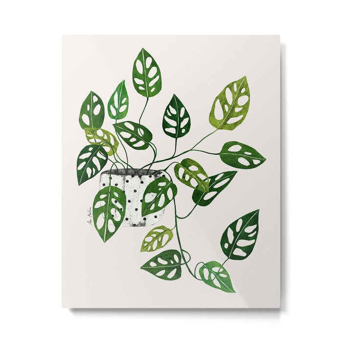 Monstera obliqua interior plant Metal Print Gallery Image 1