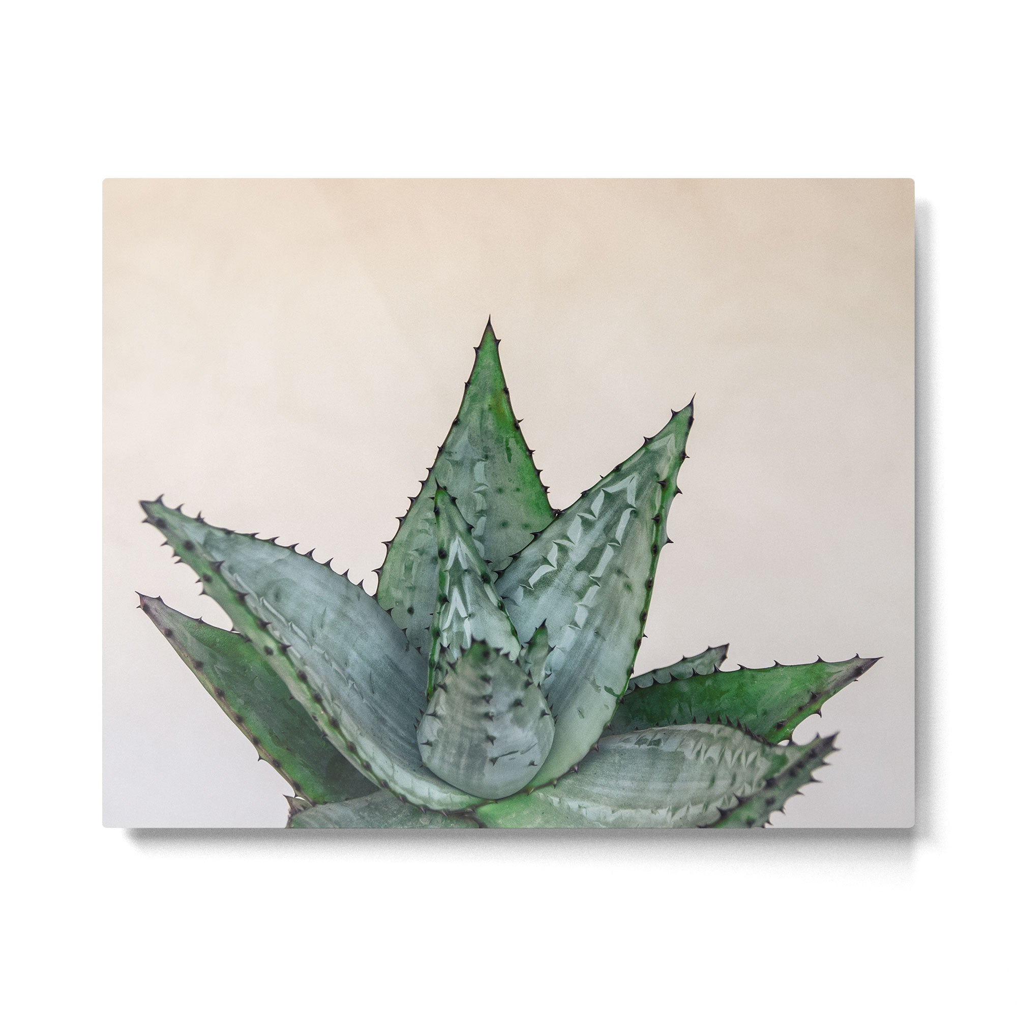 nature VI cactus Metal Print Gallery Image 4
